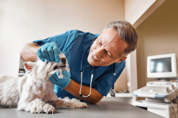 Best Cosmetic Emergency Dentistry in Parowan, UT